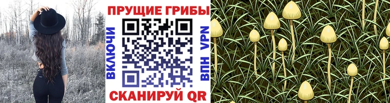 Псилоцибиновые грибы прущие грибы  хочу наркоту  кракен маркетплейс  Сусуман 